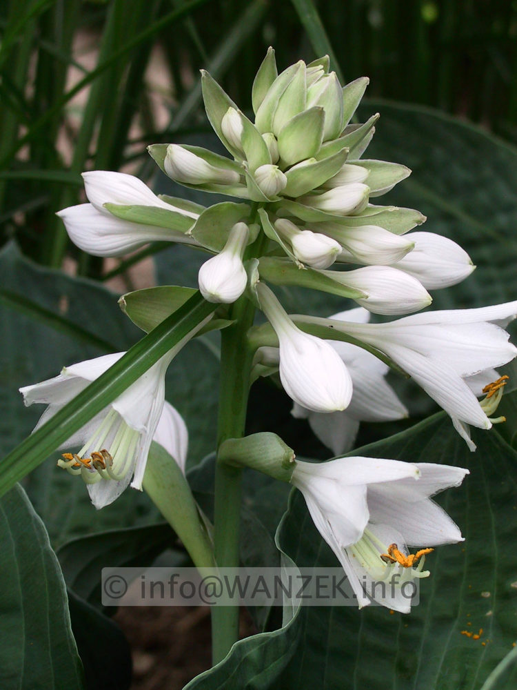 Hosta Hybride Perry's True Blue 03.jpg